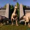 Tsintaosaurus  Jurassic World Evolution 2