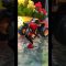 Spidey Buqi Crew Dance Monster Jam El Toro Loco #shorts #spiderman #monstertruck #wellerman