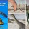 All 98 DINOSAURS – Jurassic World Evolution 2 Latest Cretaceous Pack [ 2K ]
